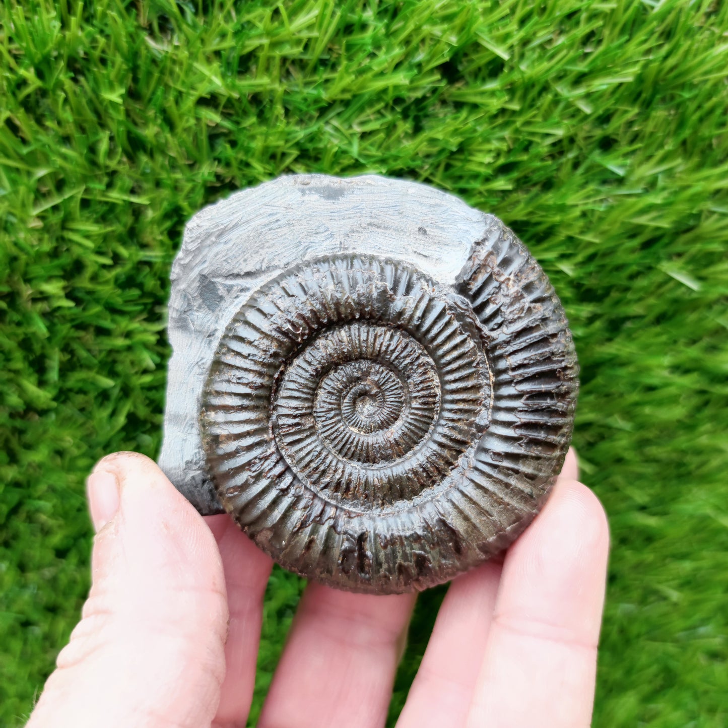 Dactylioceras ammonite fossil Port Mulgrave