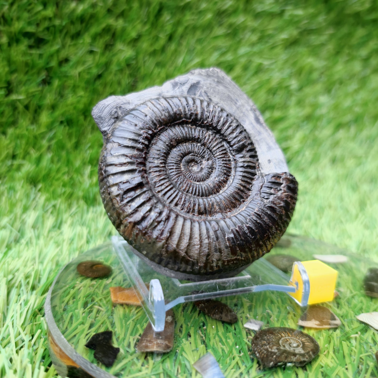 Dactylioceras ammonite fossil Port Mulgrave