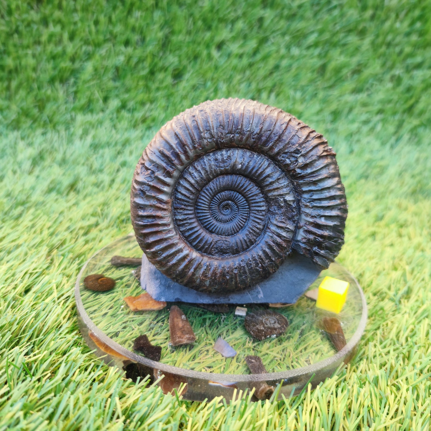 Big ammonite fossil with cut base Sandsend Yorkshire