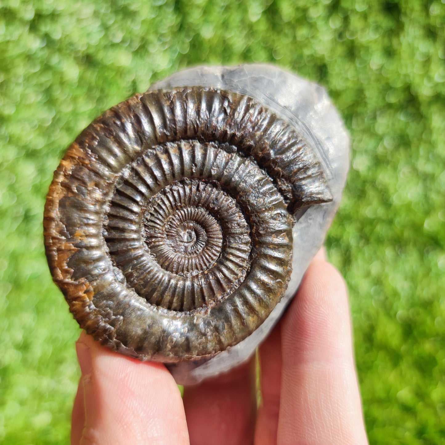 Ammonite fossil Dactylioceras North Yorkshire