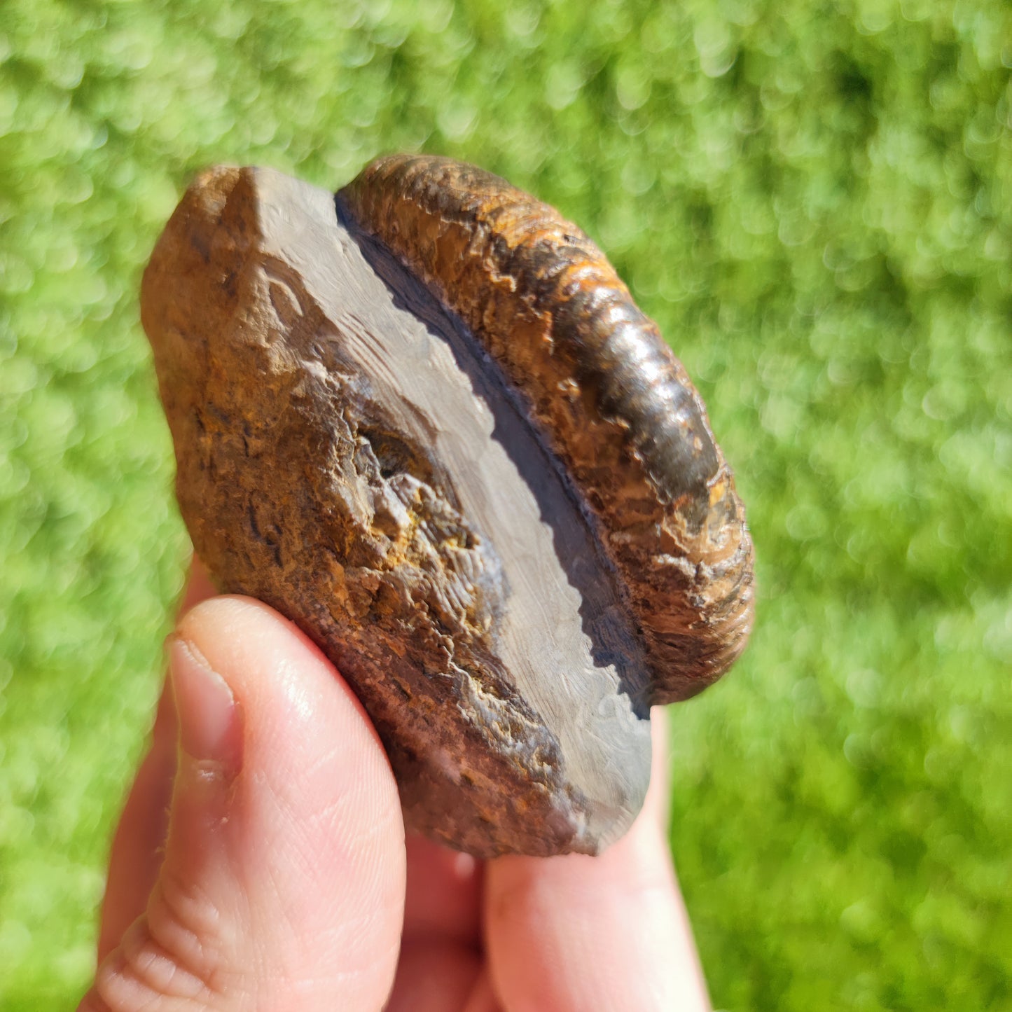 Ammonite fossil Dactylioceras North Yorkshire