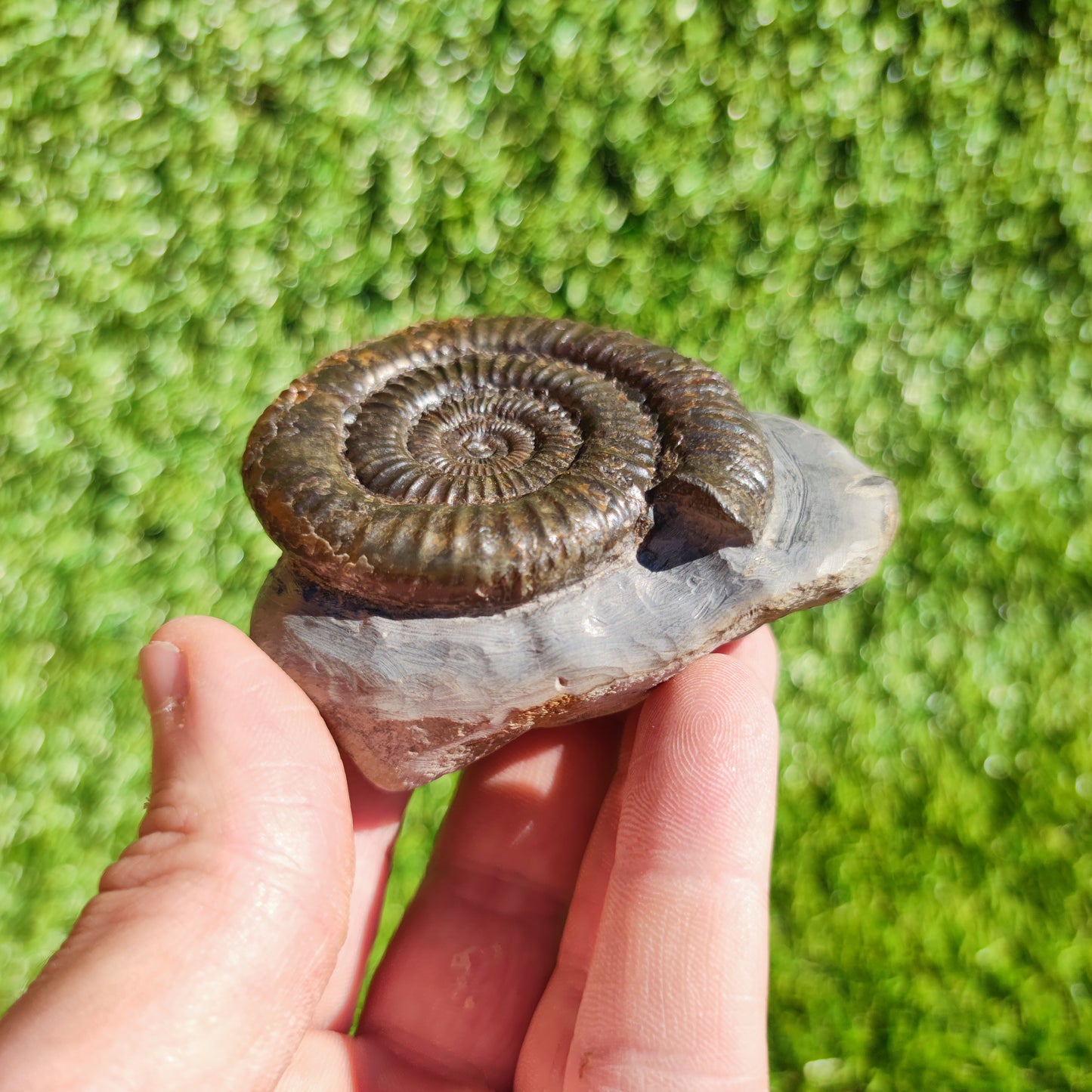 Ammonite fossil Dactylioceras North Yorkshire