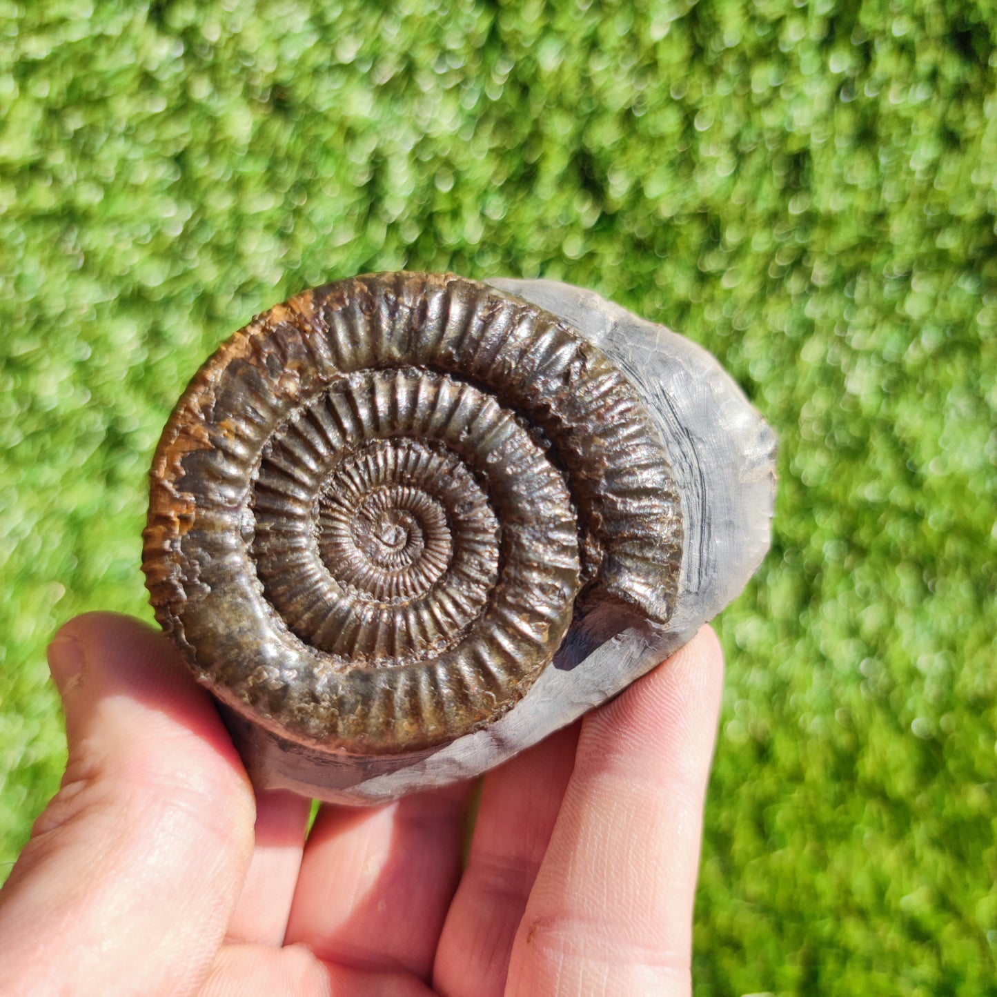 Ammonite fossil Dactylioceras North Yorkshire