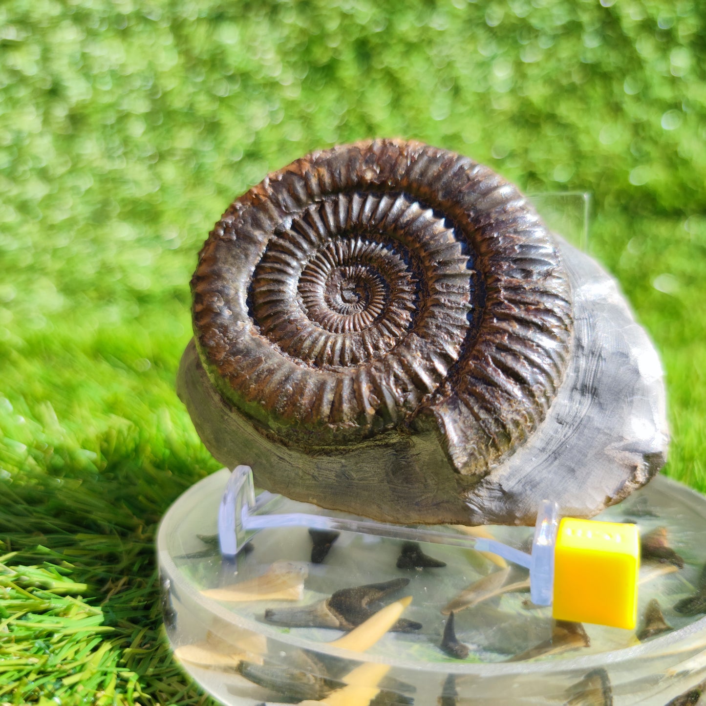 Ammonite fossil Dactylioceras North Yorkshire