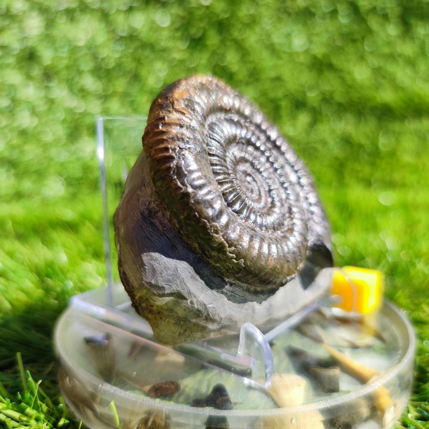 Ammonite fossil Dactylioceras North Yorkshire