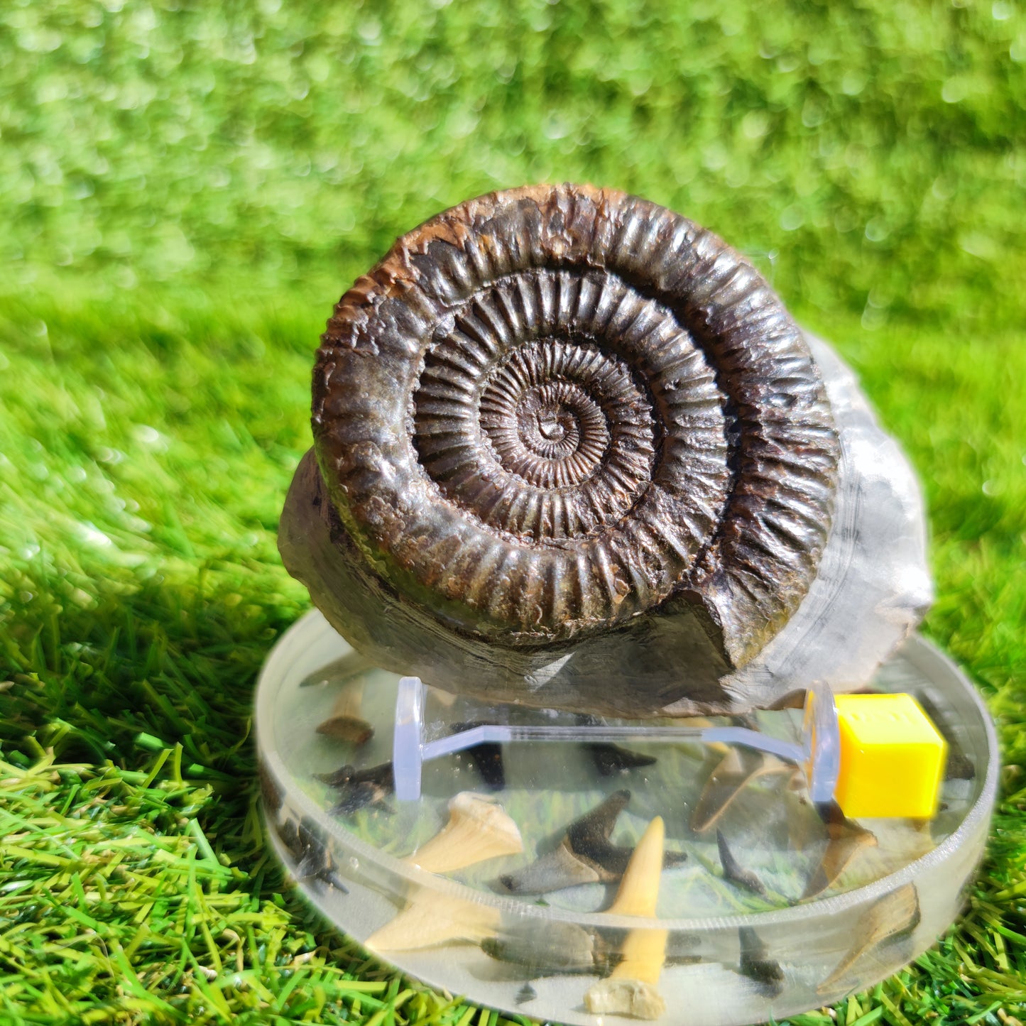 Ammonite fossil Dactylioceras North Yorkshire