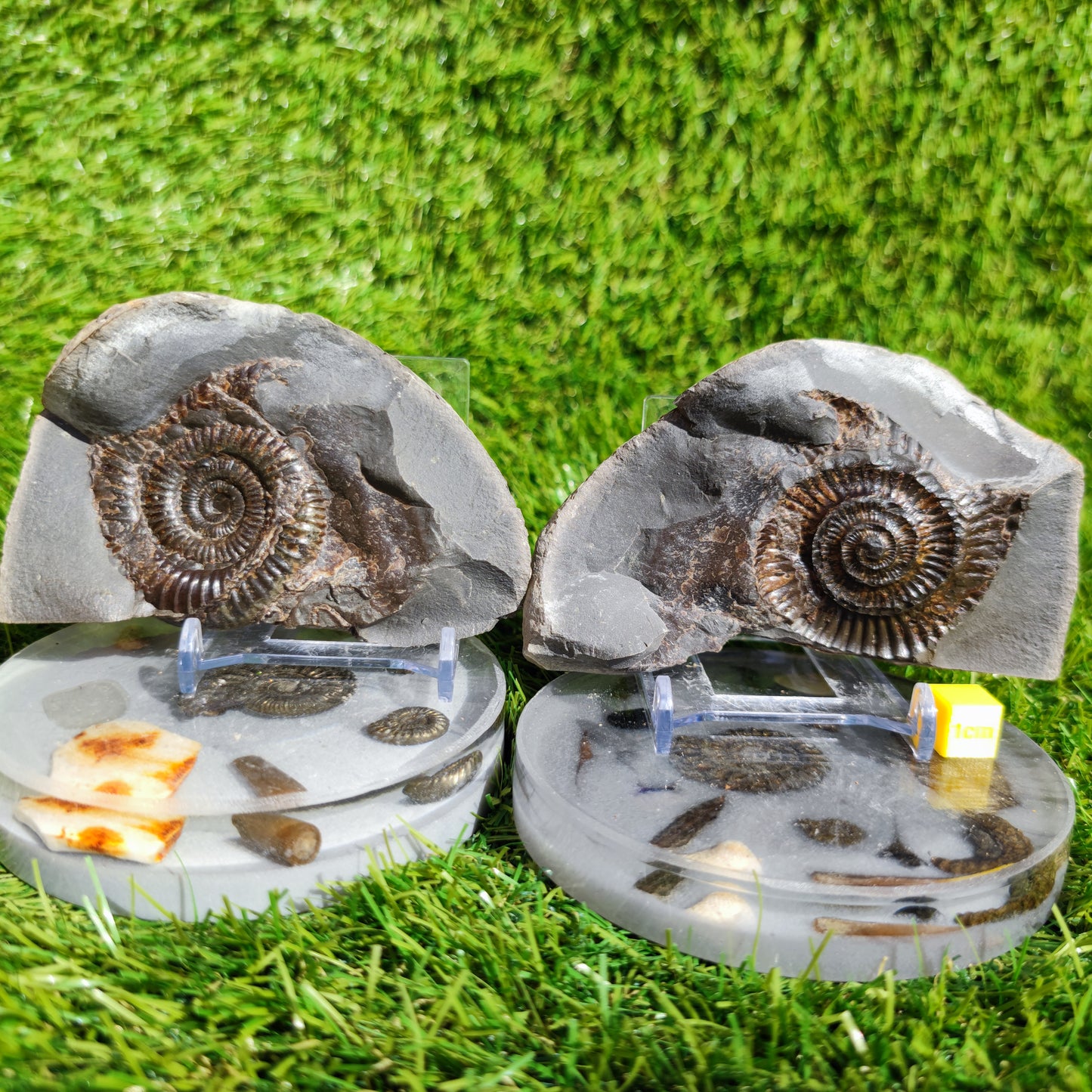 Ammonite fossil split pair Whitby Yorkshire