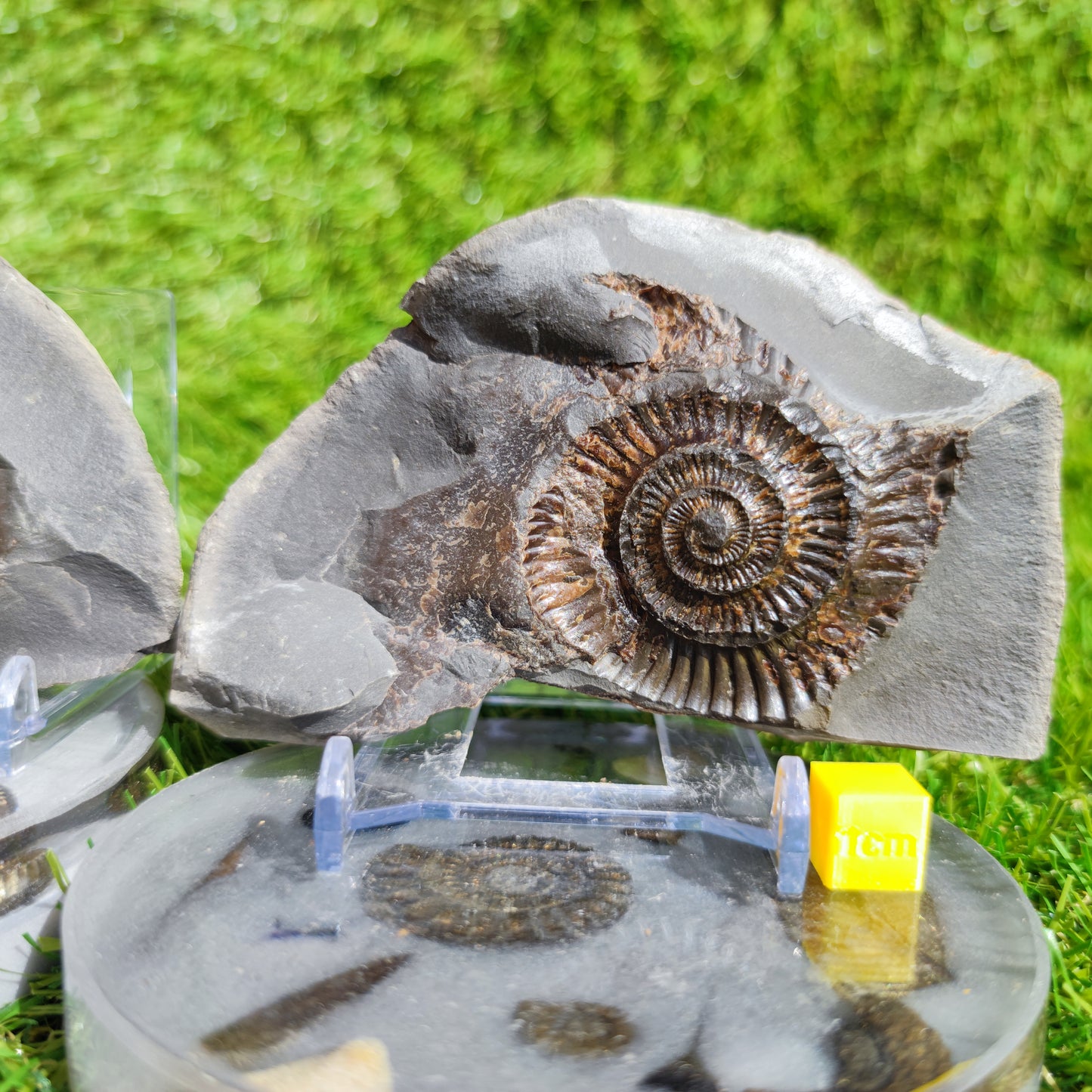 Ammonite fossil split pair Whitby Yorkshire