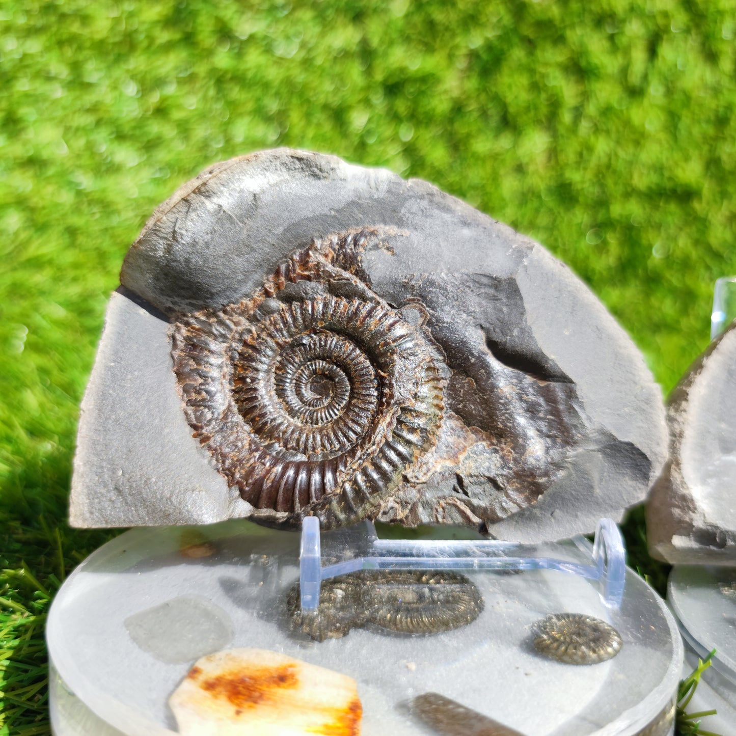 Ammonite fossil split pair Whitby Yorkshire