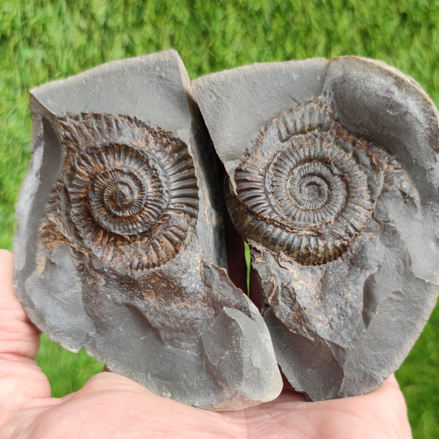 Ammonite fossil split pair Whitby Yorkshire