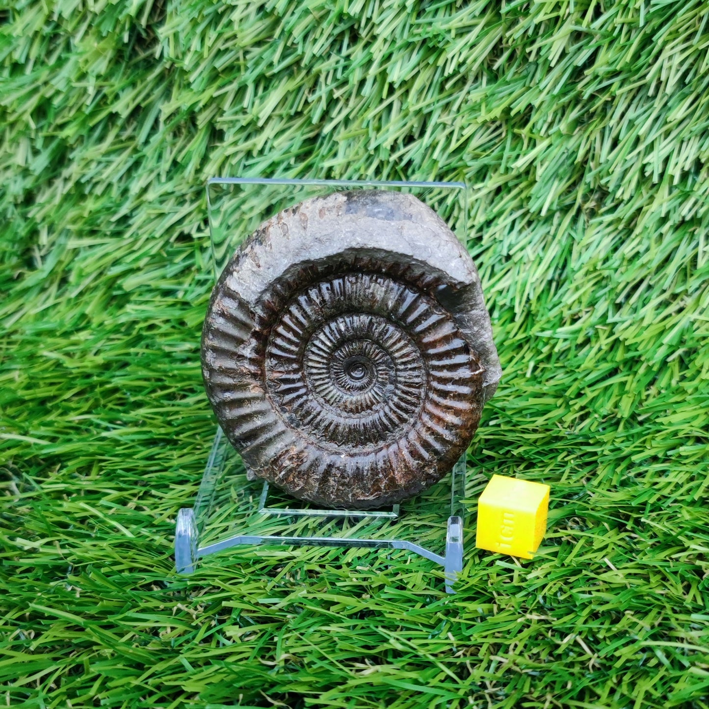 Ammonite fossil Whitby Yorkshire Jurassic coast