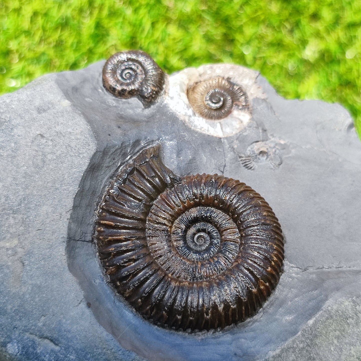 Ammonite fossil multi block Whitby Your fossil