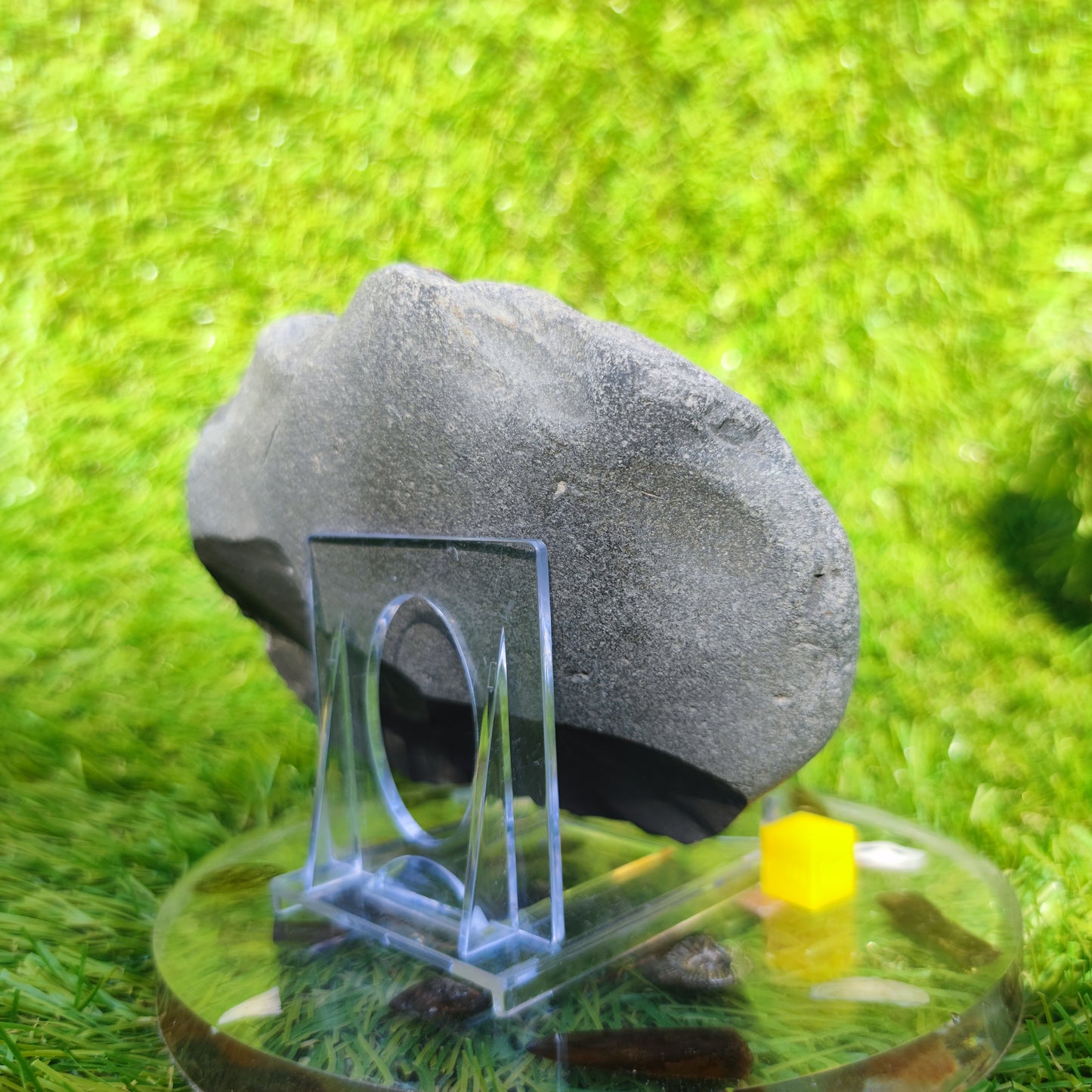 Ammonite fossil multi block Whitby Your fossil