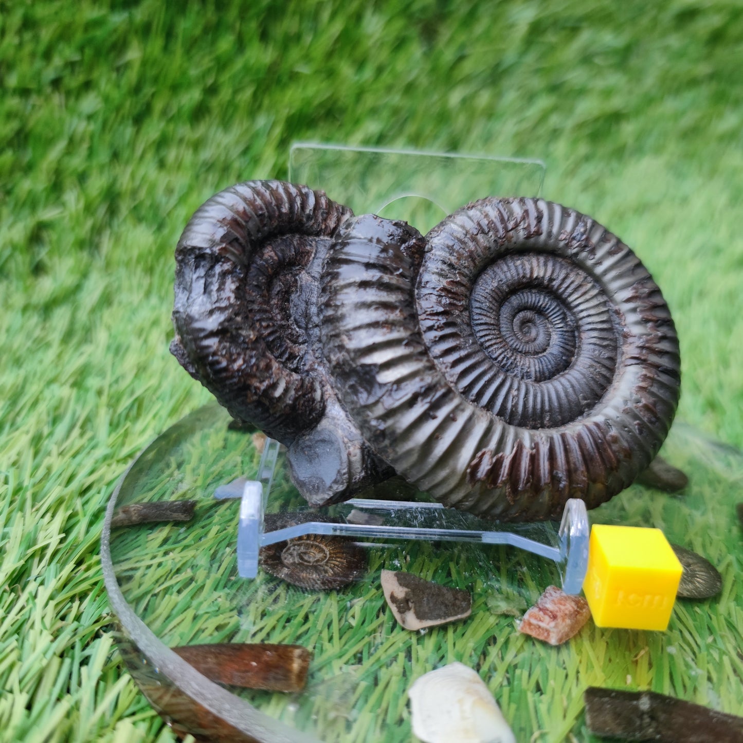 Double ammonite fossil Jurassic coast Whitby