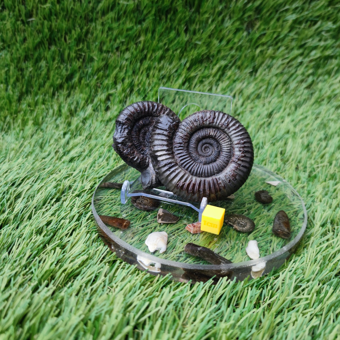 Double ammonite fossil Jurassic coast Whitby