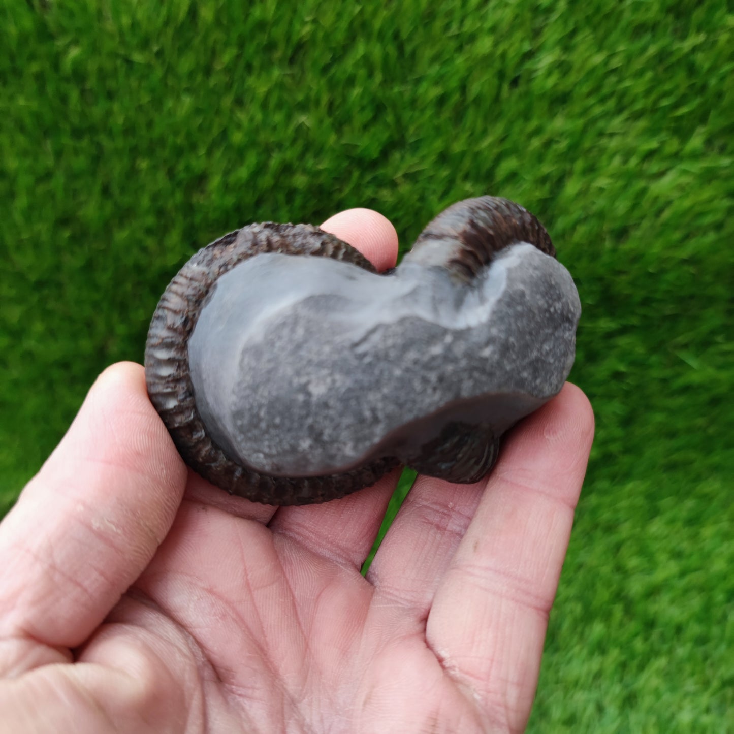 Double ammonite fossil Jurassic coast Whitby