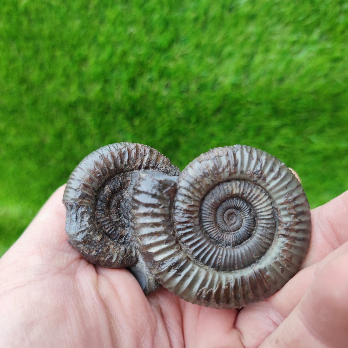 Double ammonite fossil Jurassic coast Whitby