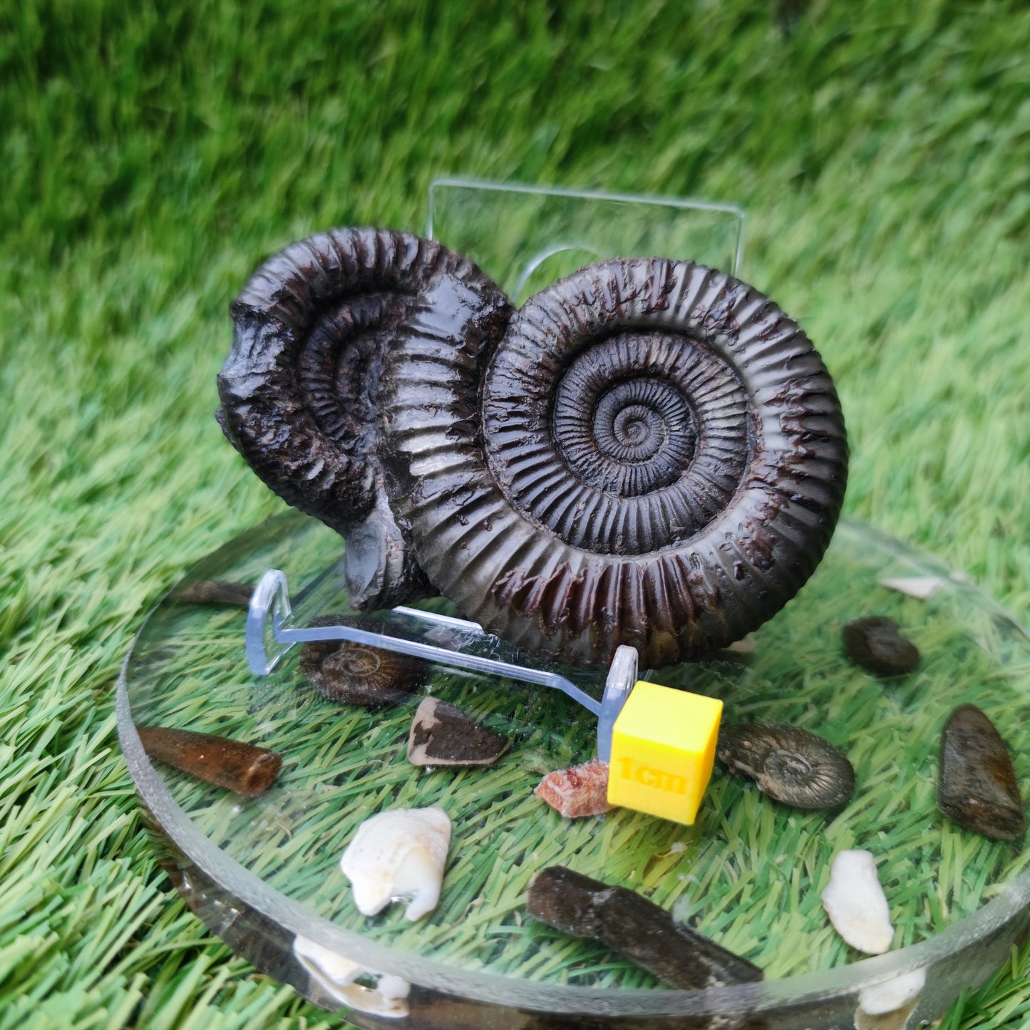 Double ammonite fossil Jurassic coast Whitby