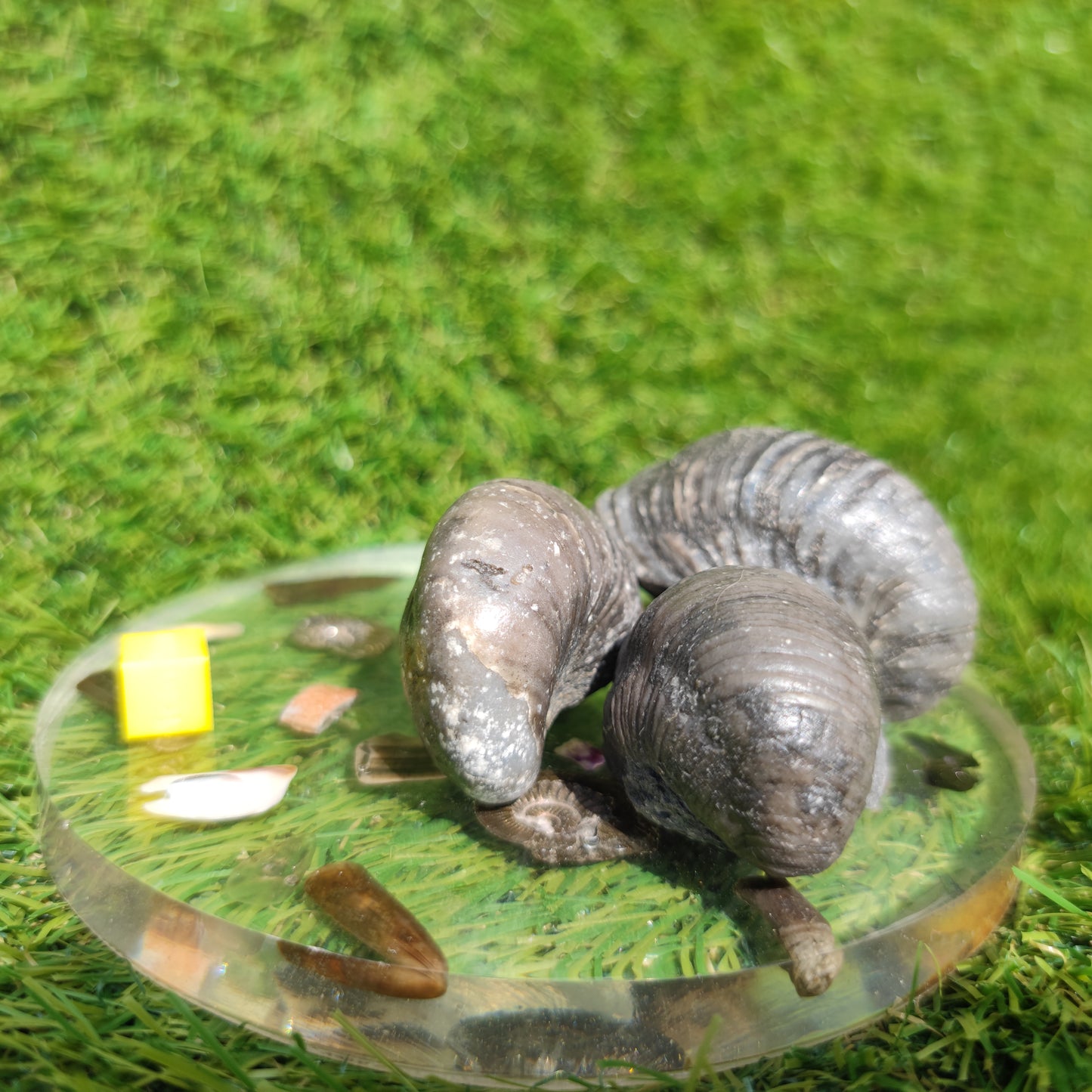 Gryphea devils toe nails bundle x3 Redcar Yorkshire