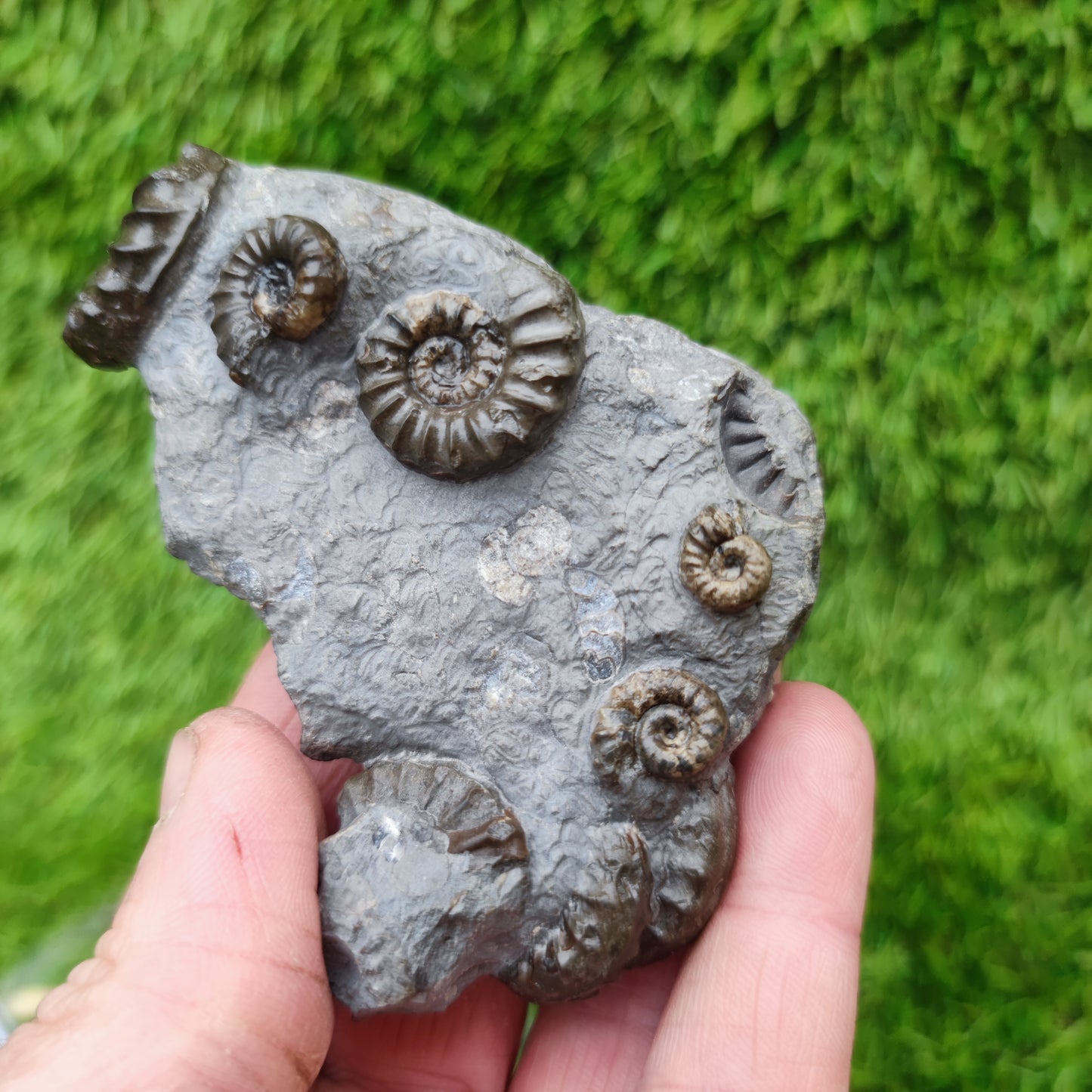Lower lias euagassiceras ammonite fossil multi block