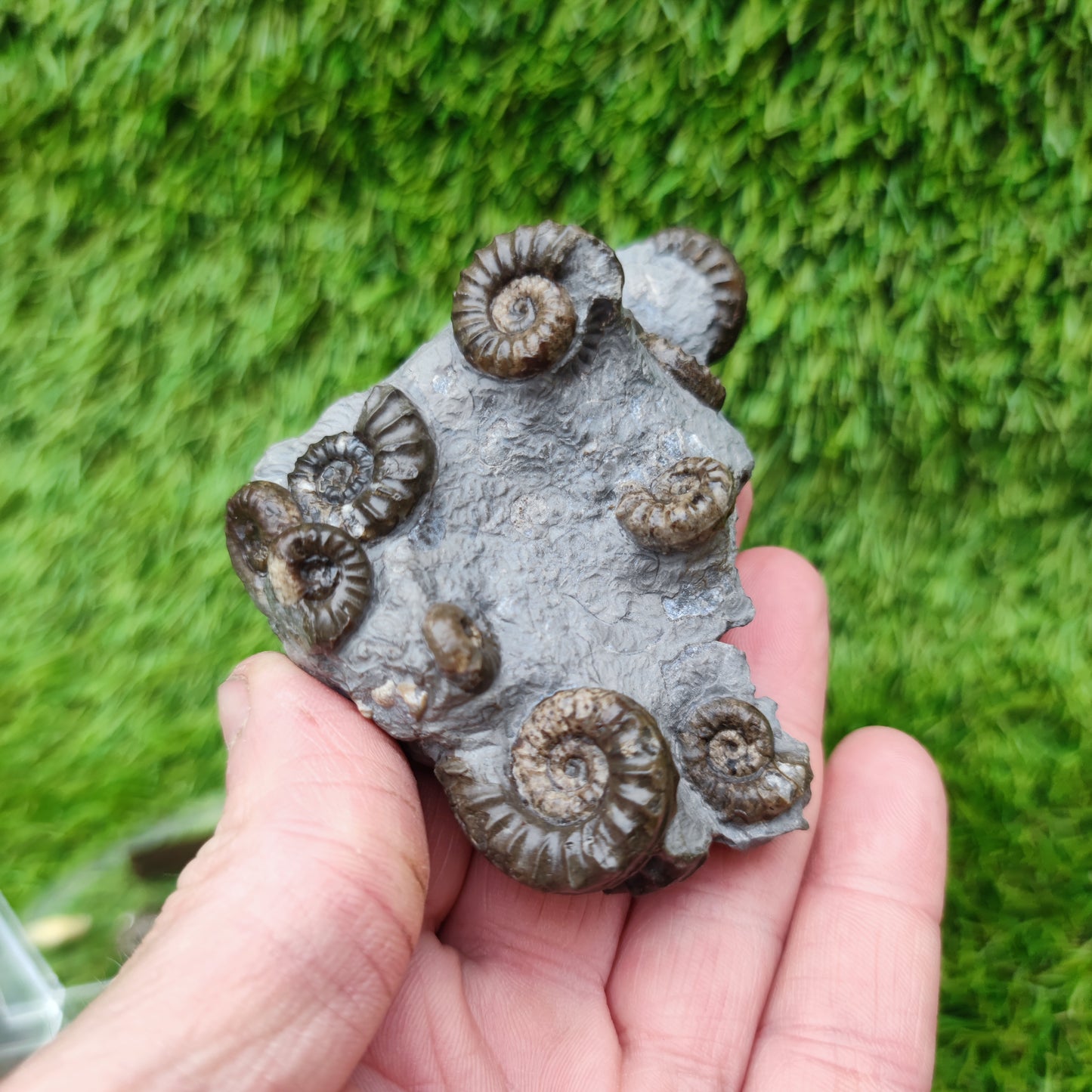 Lower lias euagassiceras ammonite fossil multi block