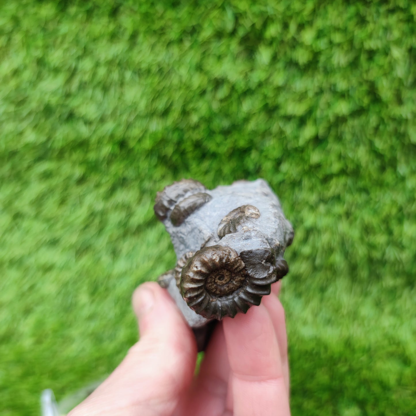 Lower lias euagassiceras ammonite fossil multi block
