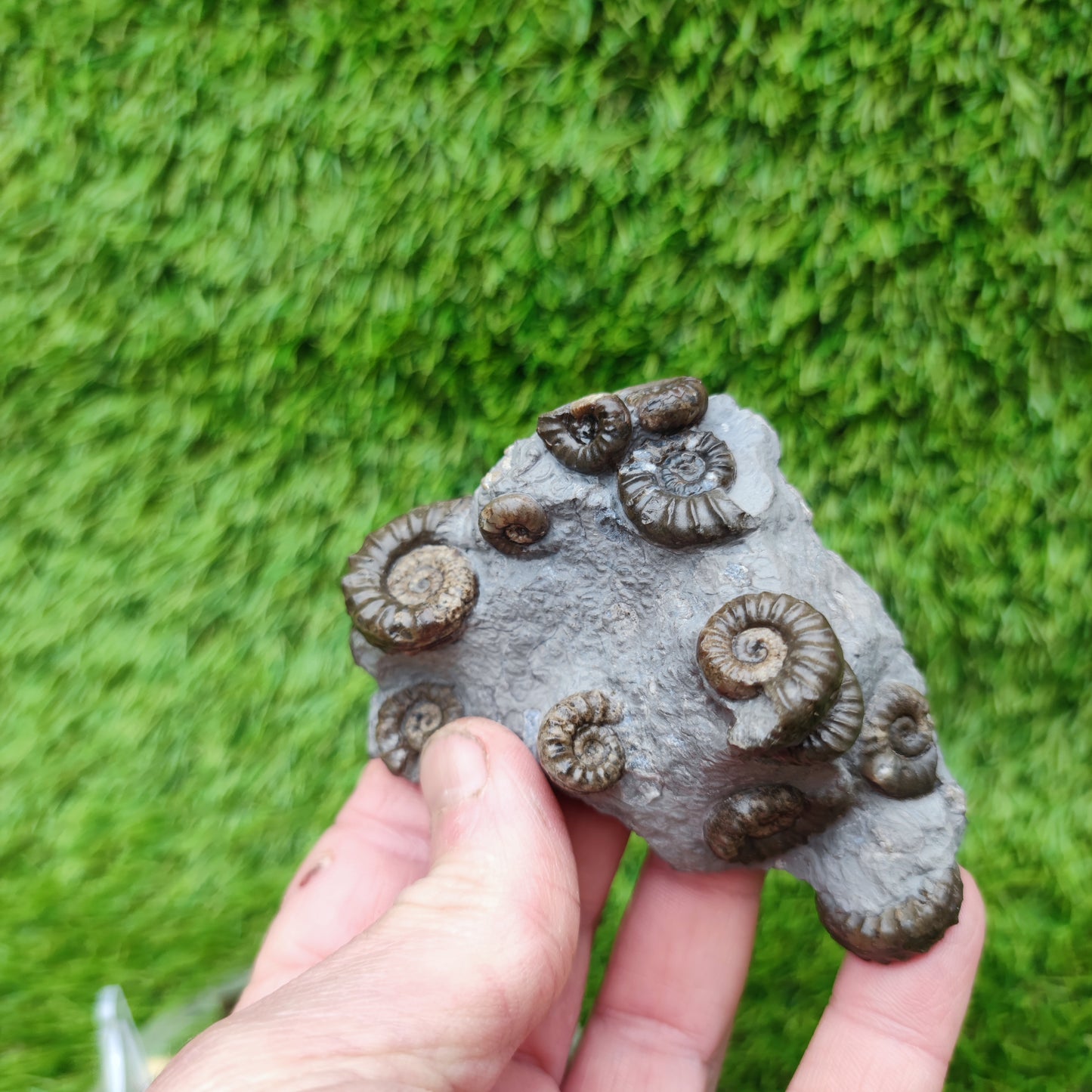 Lower lias euagassiceras ammonite fossil multi block