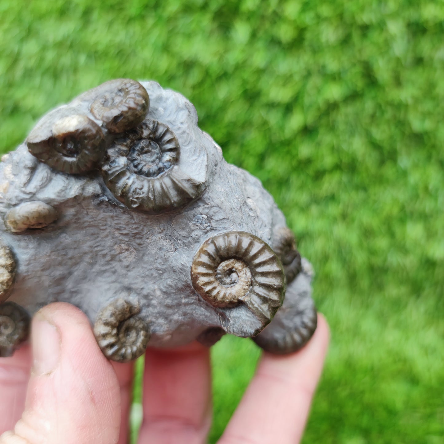 Lower lias euagassiceras ammonite fossil multi block