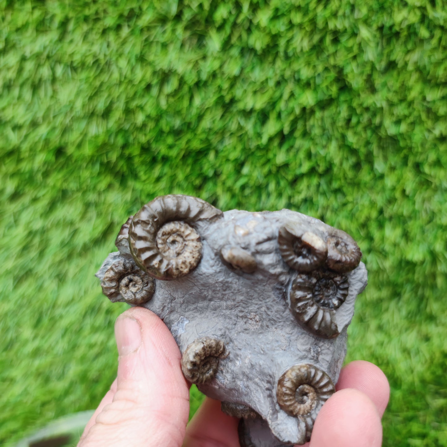 Lower lias euagassiceras ammonite fossil multi block