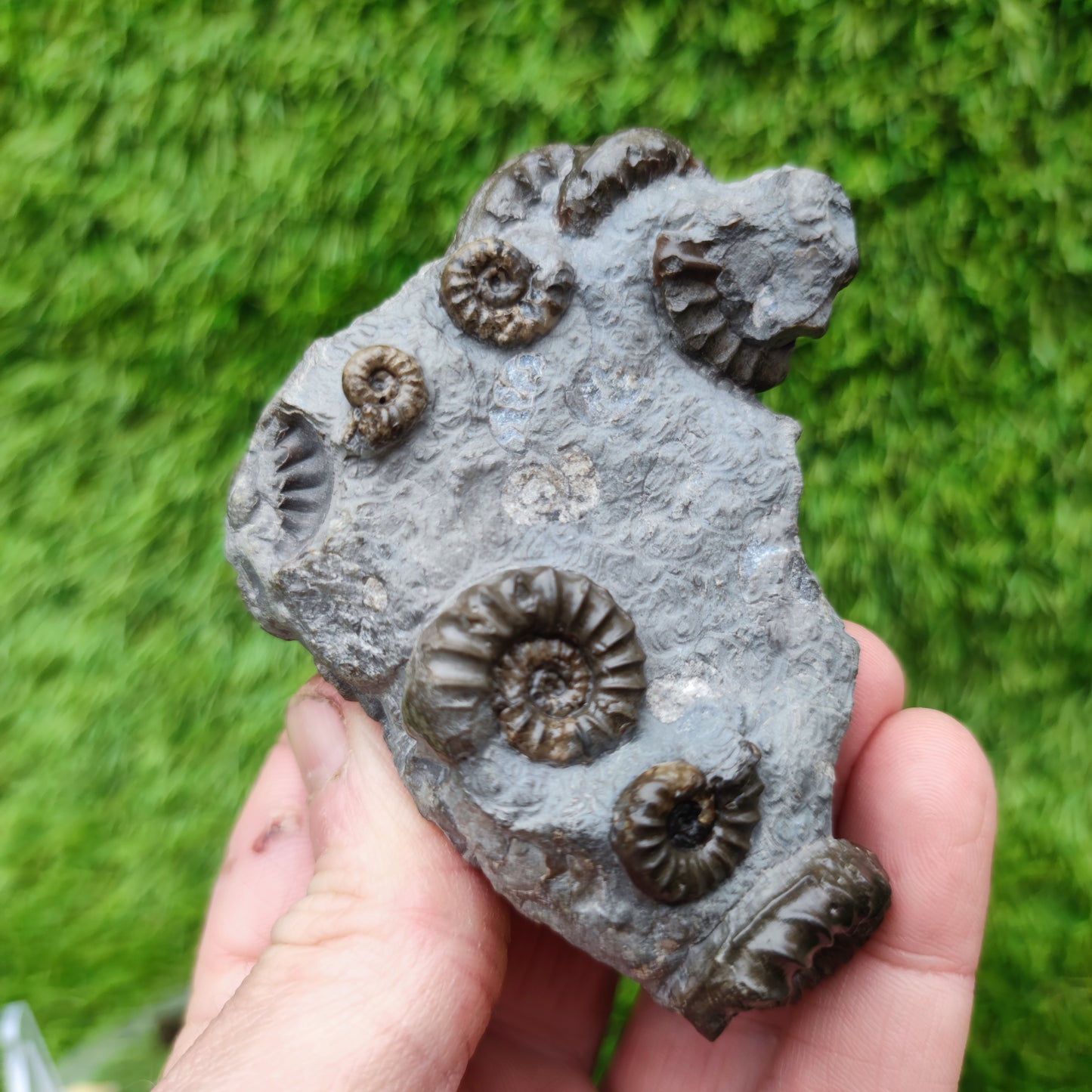 Lower lias euagassiceras ammonite fossil multi block