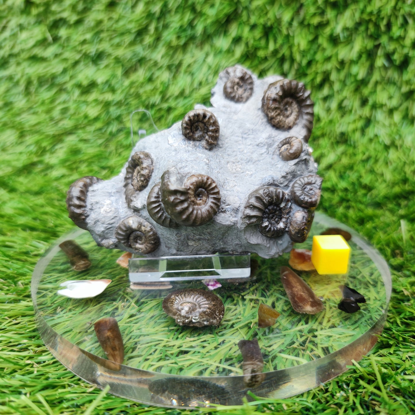 Lower lias euagassiceras ammonite fossil multi block