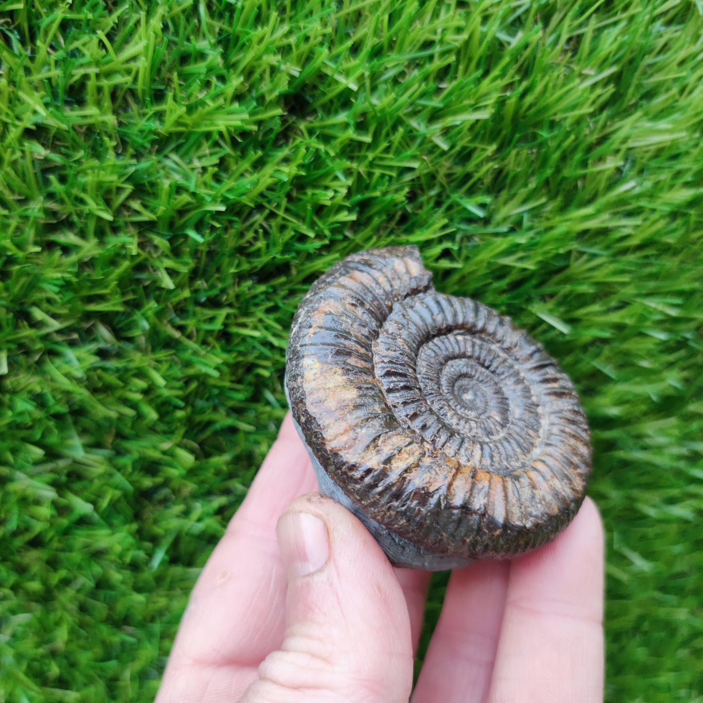 Dactylioceras ammonite fossil Port Mulgrave Yorkshire