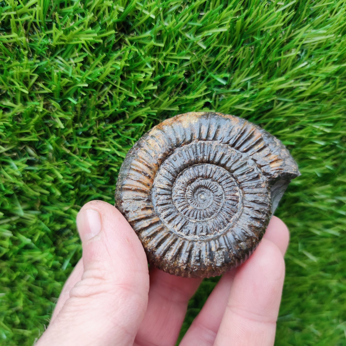 Dactylioceras ammonite fossil Port Mulgrave Yorkshire