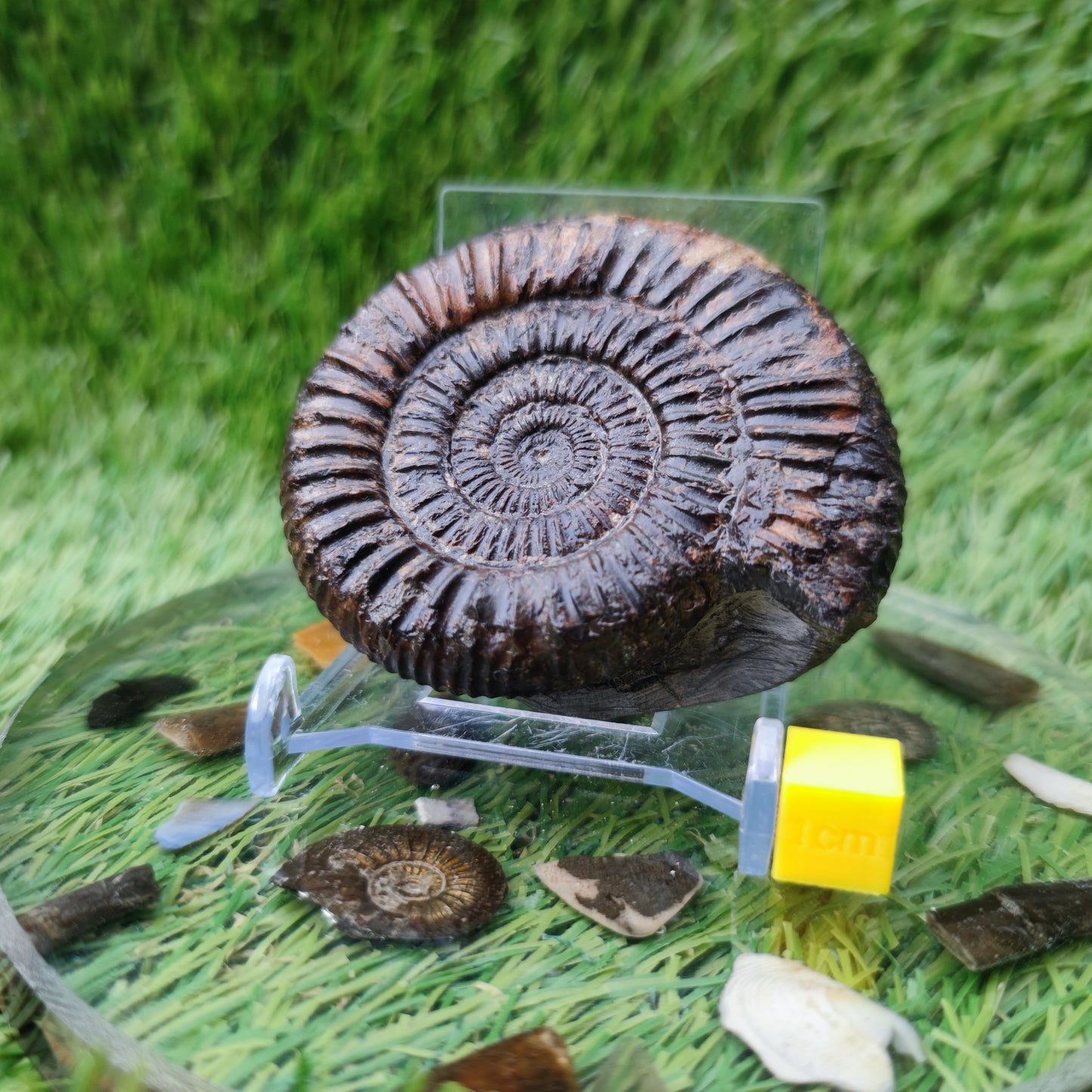 Dactylioceras ammonite fossil Port Mulgrave Yorkshire