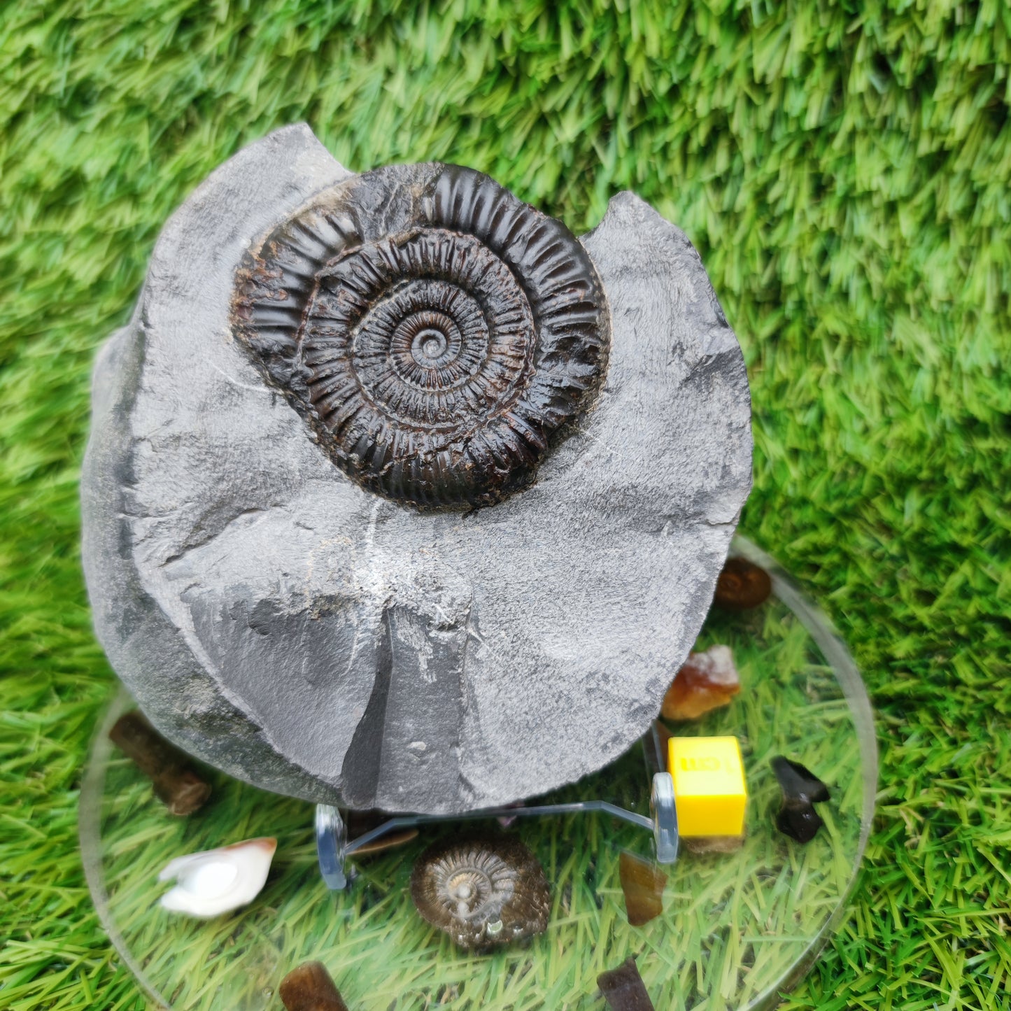 Ammonite fossil dactylioceras with calcite crystal Whitby Jurassic coast