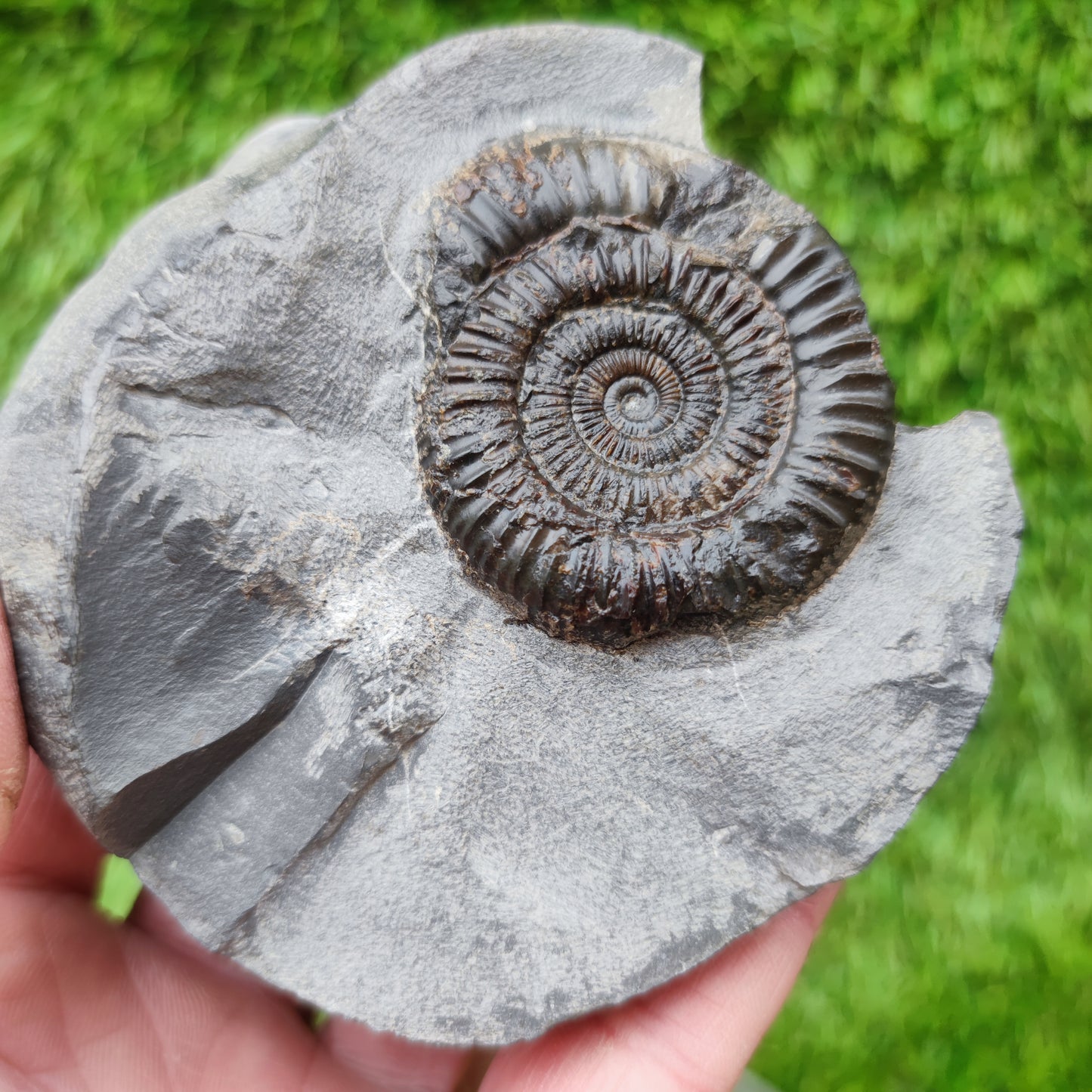 Ammonite fossil dactylioceras with calcite crystal Whitby Jurassic coast