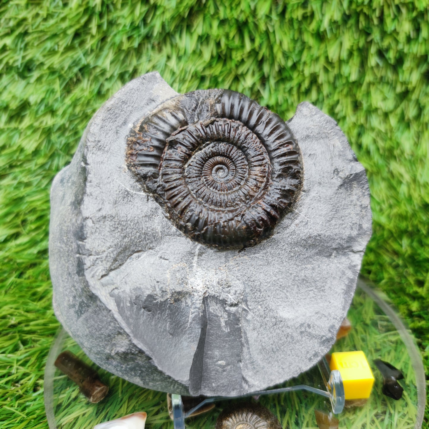 Ammonite fossil dactylioceras with calcite crystal Whitby Jurassic coast