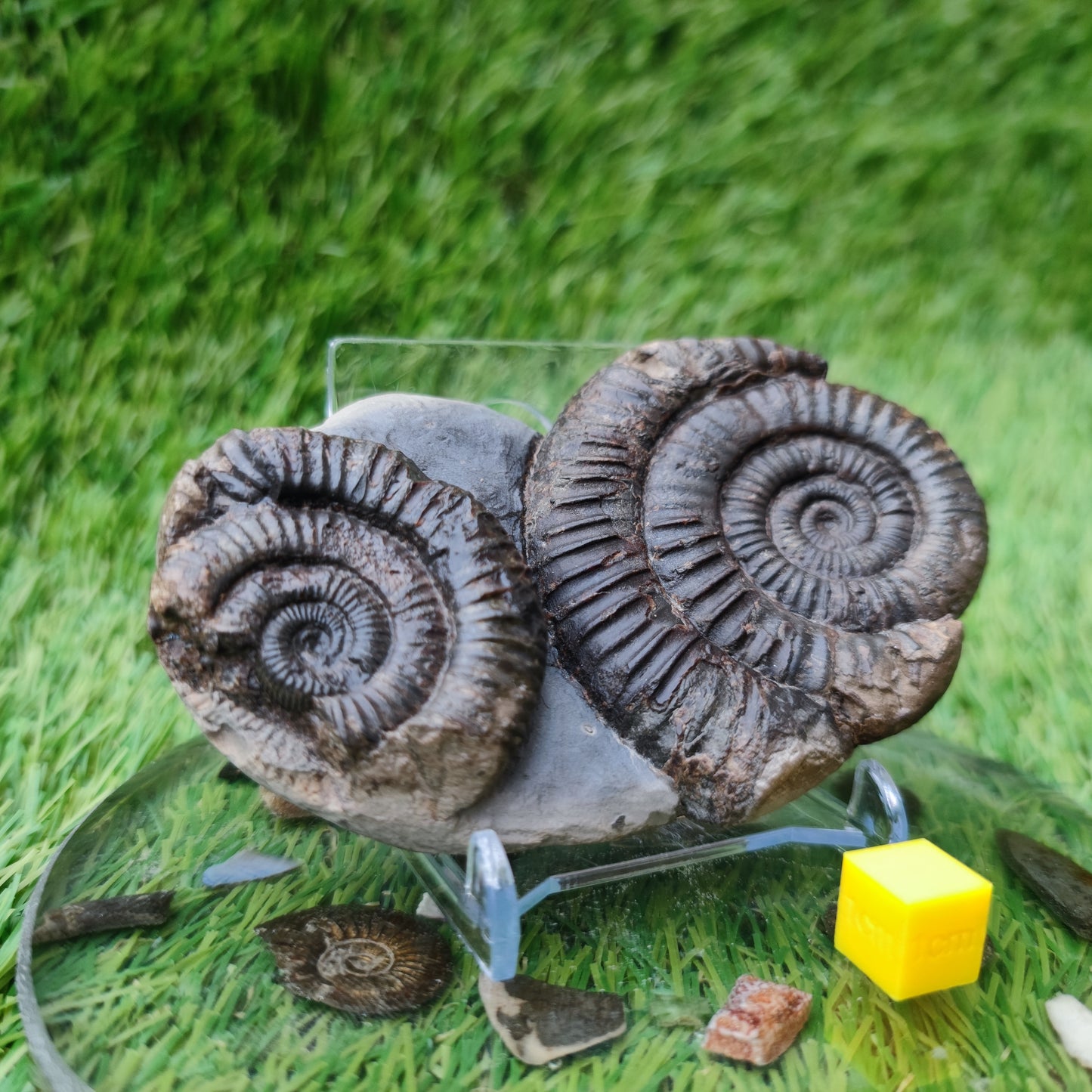 Double dactylioceras ammonite fossil double Whitby Jurassic coast