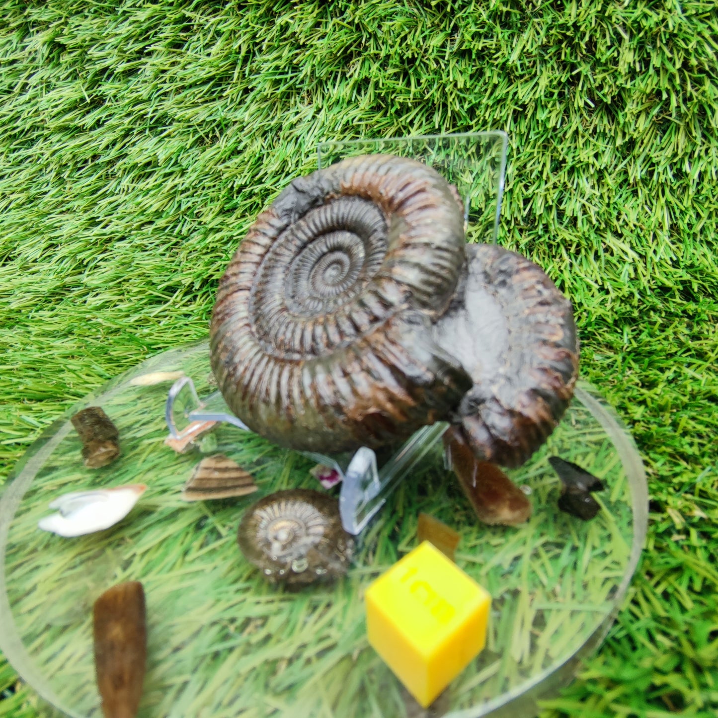Ammonite fossil dactylioceras peronoceras rare duo