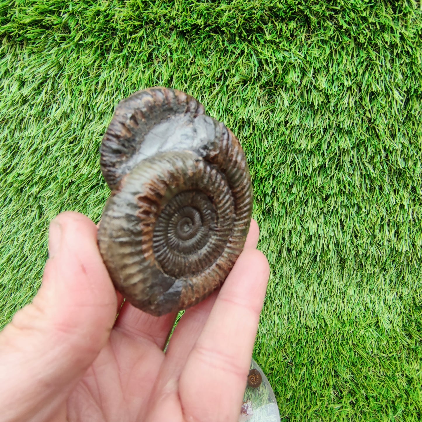 Ammonite fossil dactylioceras peronoceras rare duo
