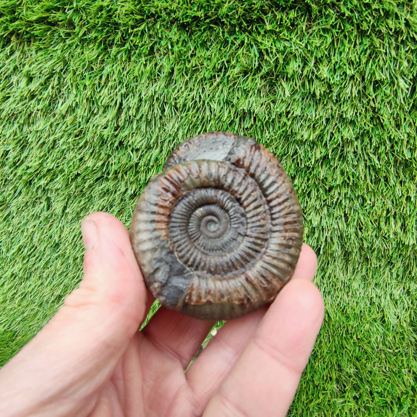 Ammonite fossil dactylioceras peronoceras rare duo