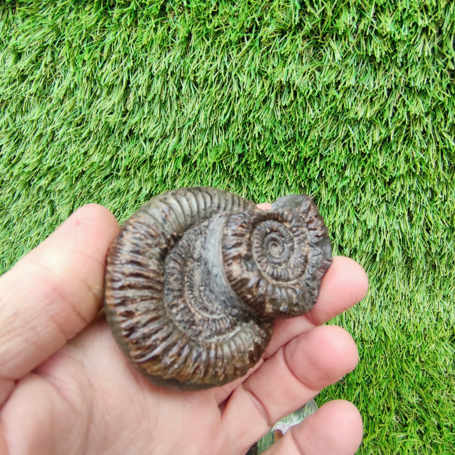 Ammonite fossil dactylioceras peronoceras rare duo