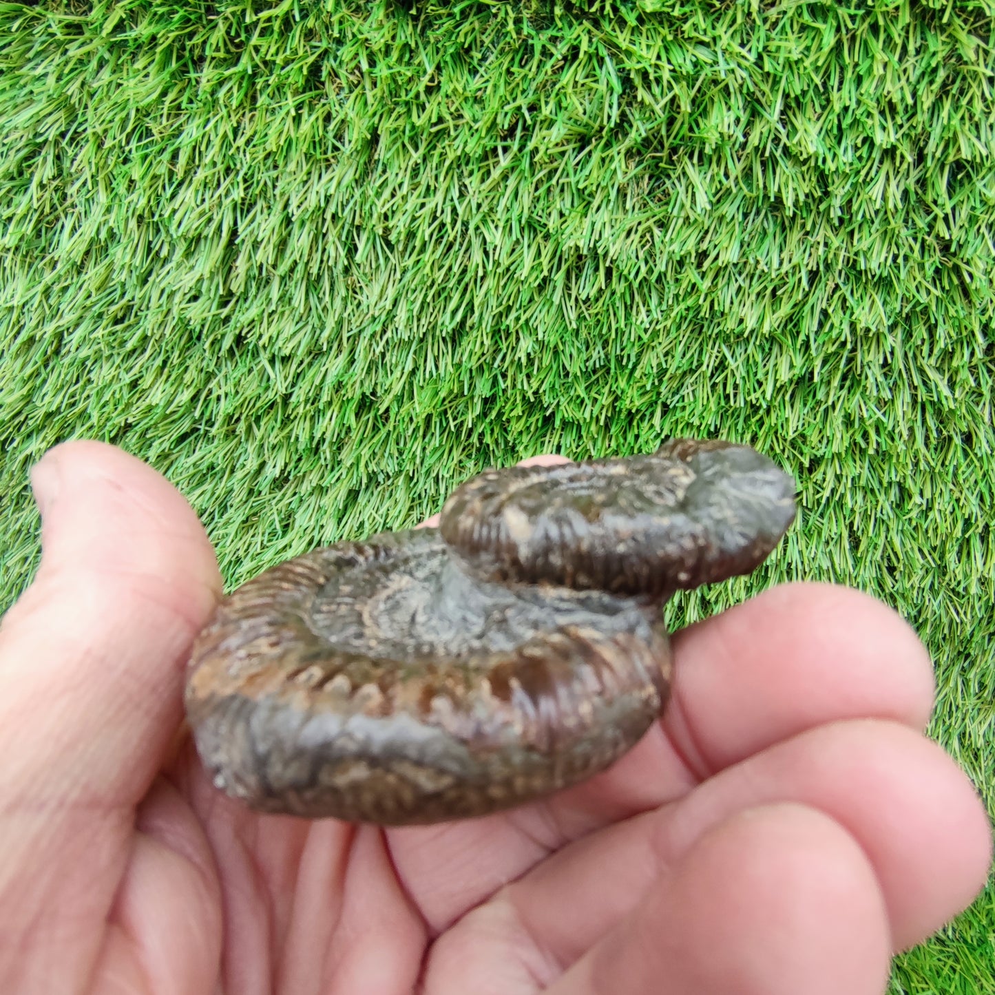 Ammonite fossil dactylioceras peronoceras rare duo