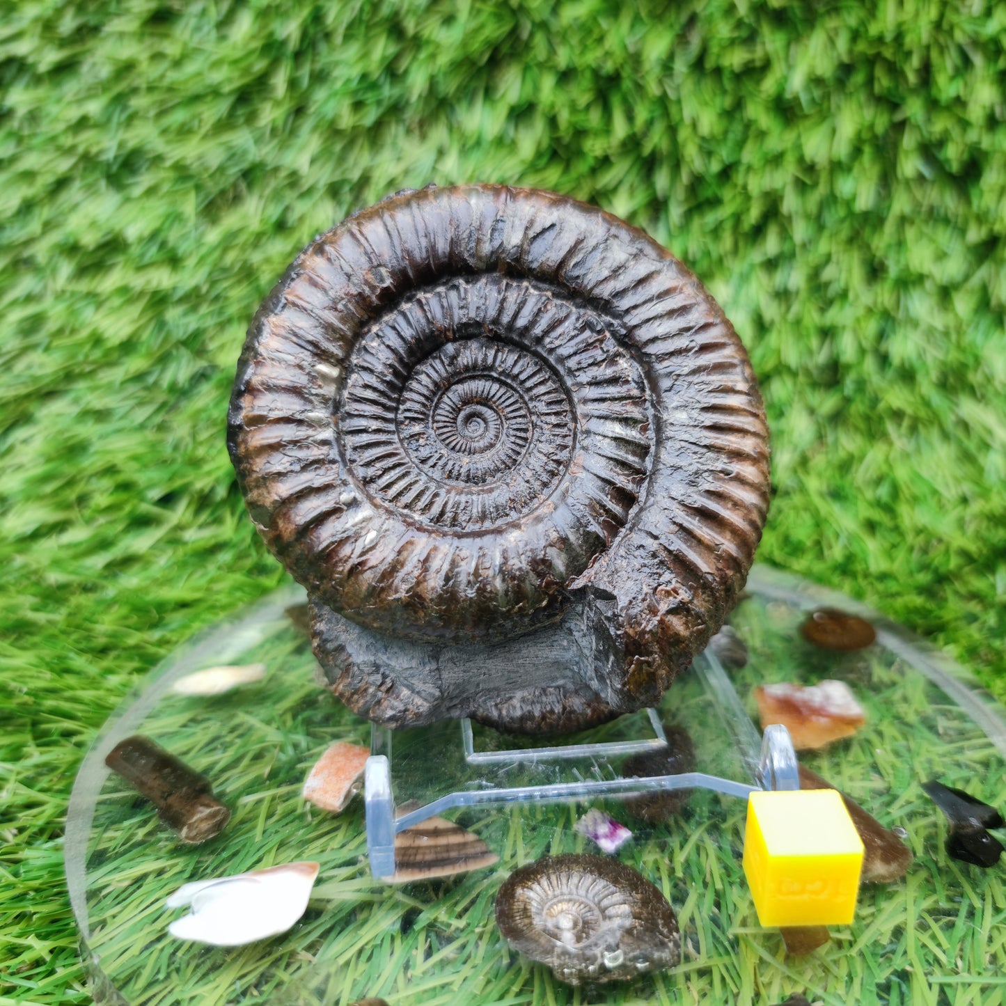 Fossil ammonite duo pair dactylioceras Whitby Jurassic coast