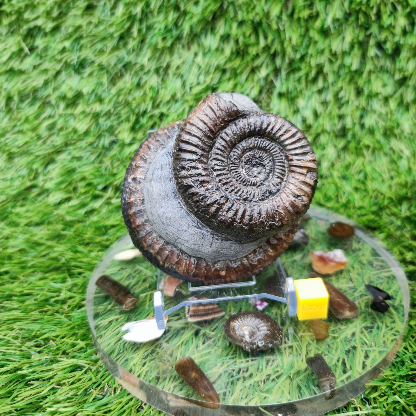 Fossil ammonite duo pair dactylioceras Whitby Jurassic coast