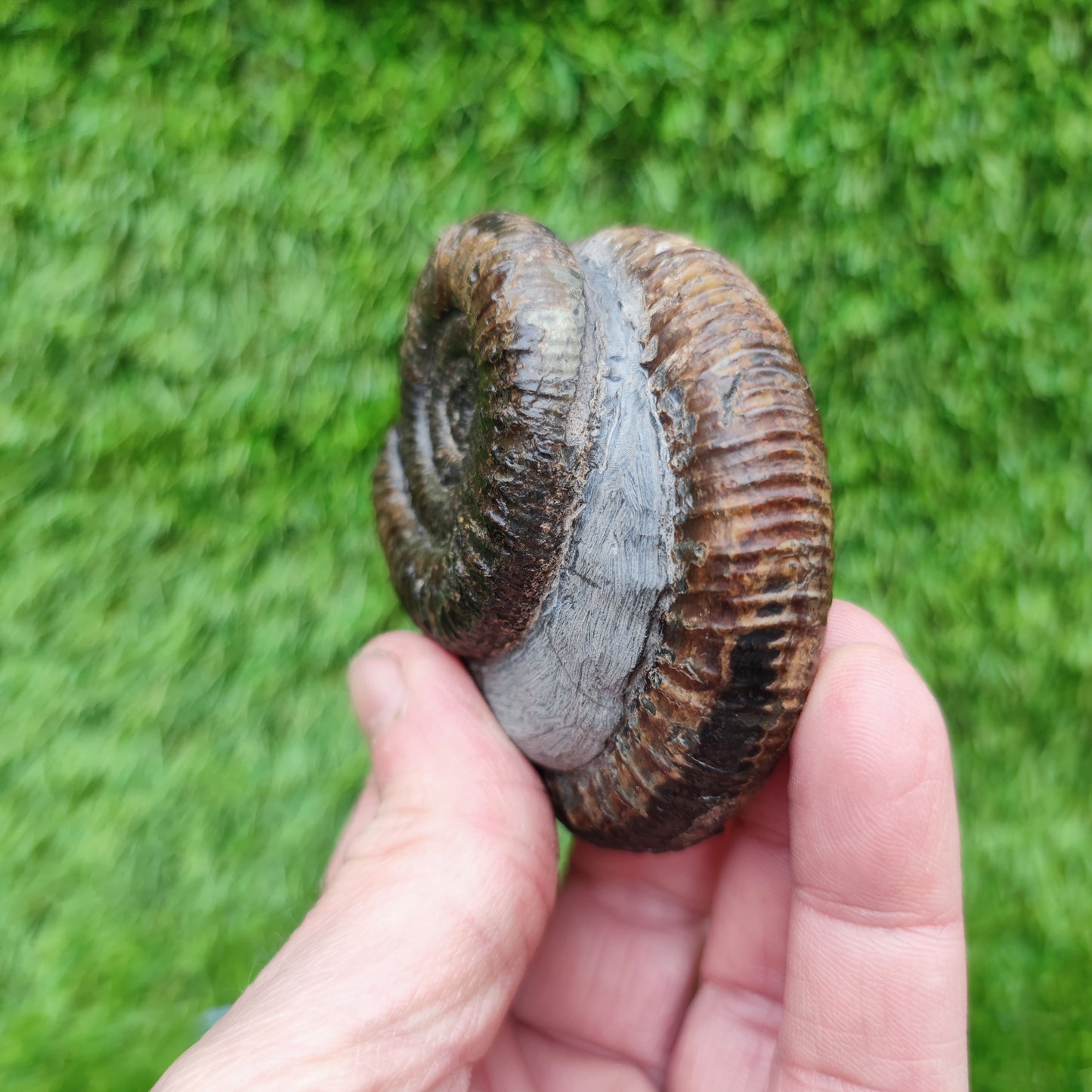 Fossil ammonite duo pair dactylioceras Whitby Jurassic coast