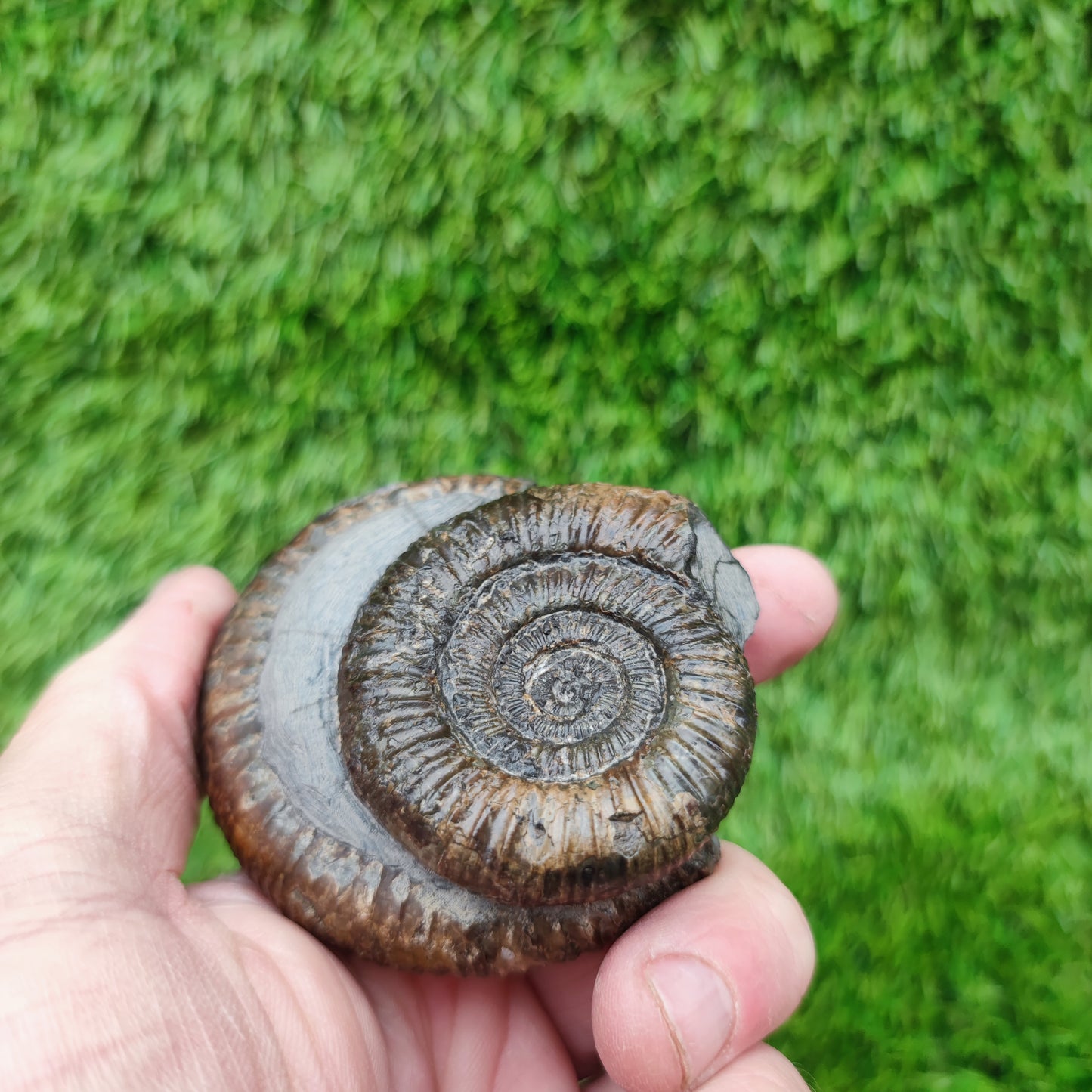 Fossil ammonite duo pair dactylioceras Whitby Jurassic coast