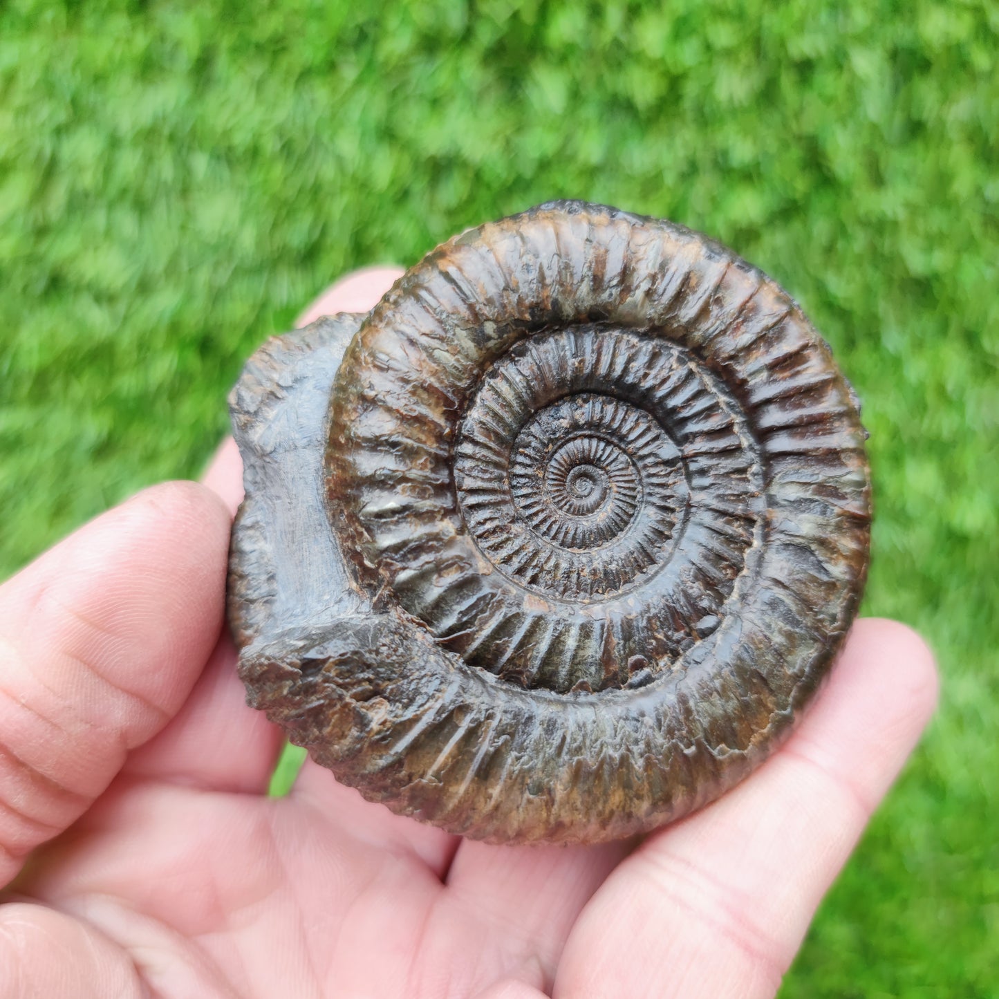 Fossil ammonite duo pair dactylioceras Whitby Jurassic coast