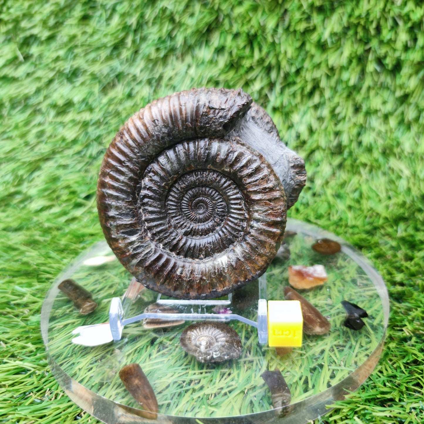 Fossil ammonite duo pair dactylioceras Whitby Jurassic coast