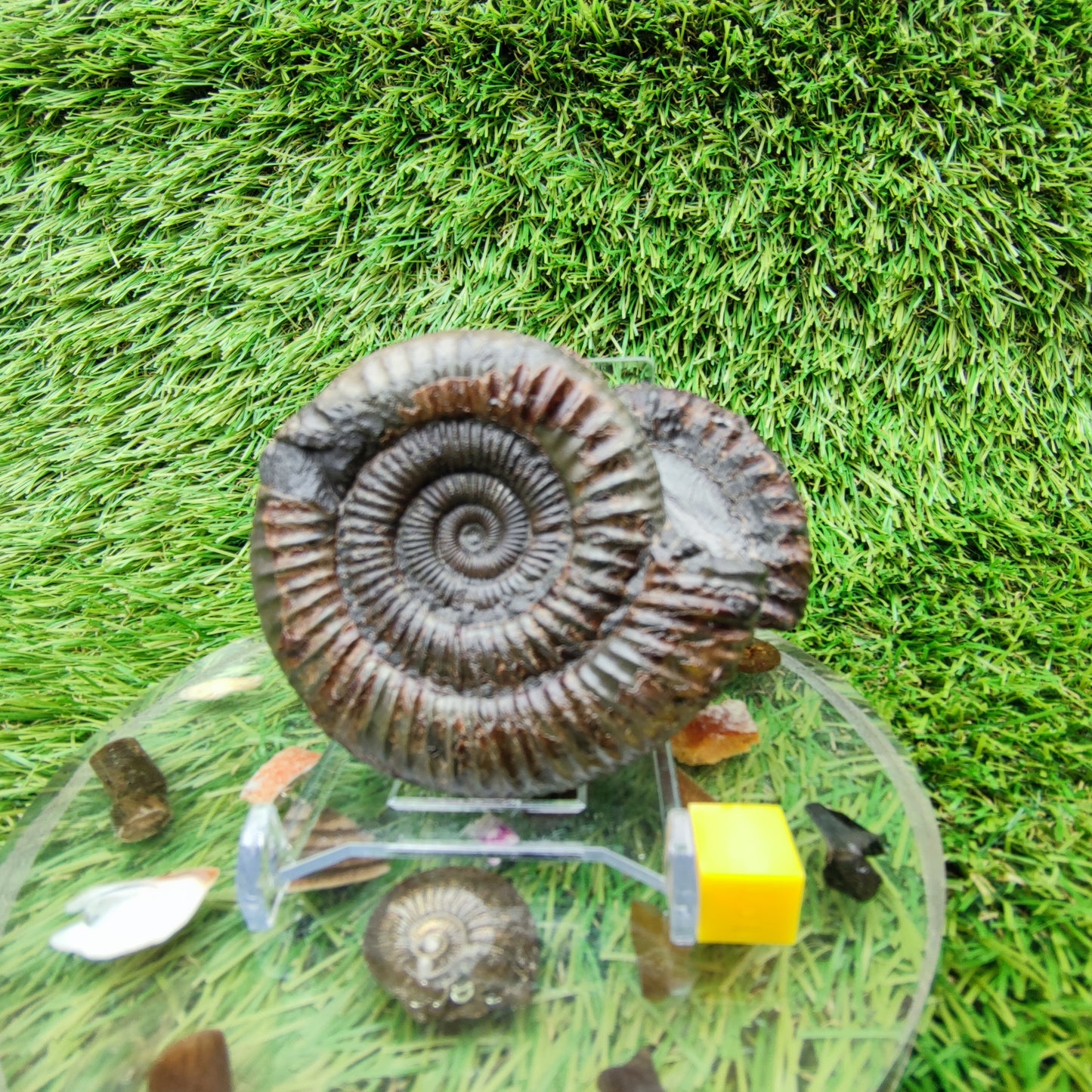 Ammonite fossil dactylioceras peronoceras rare duo